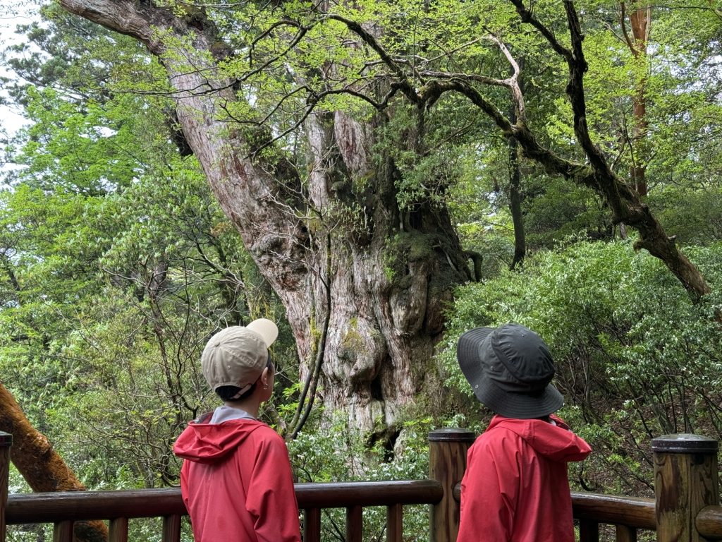 縄文杉
