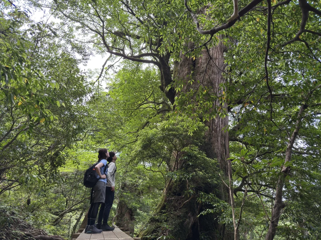 屋久杉の巨木