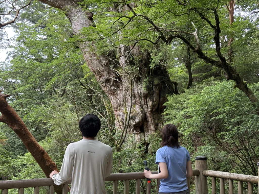 縄文杉