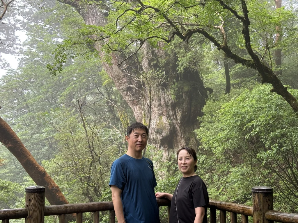 縄文杉