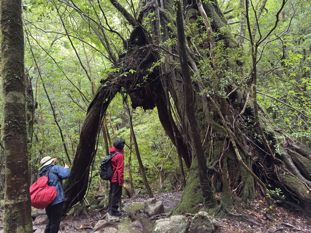 屋久杉の二代杉
