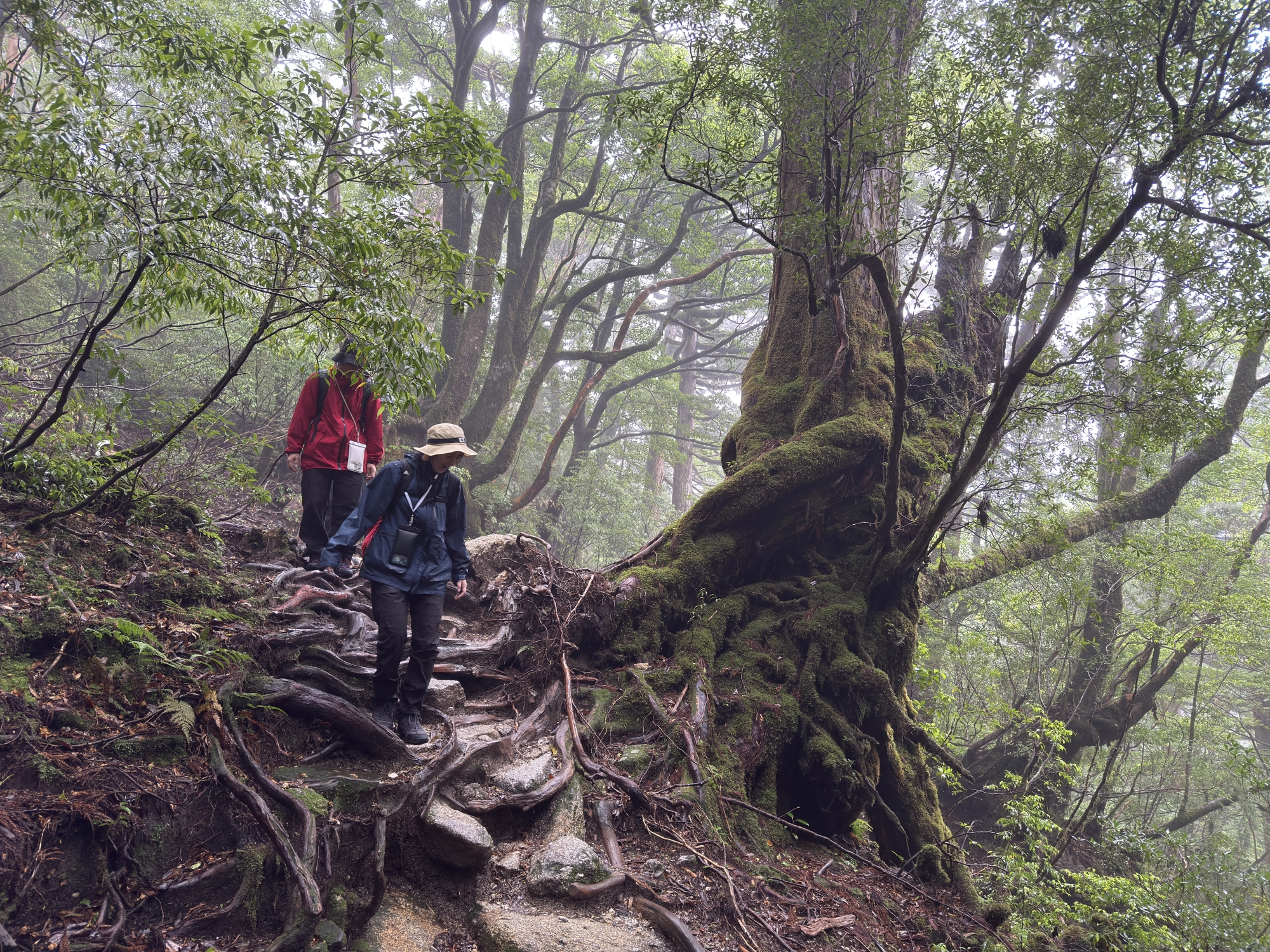 屋久杉の切り株