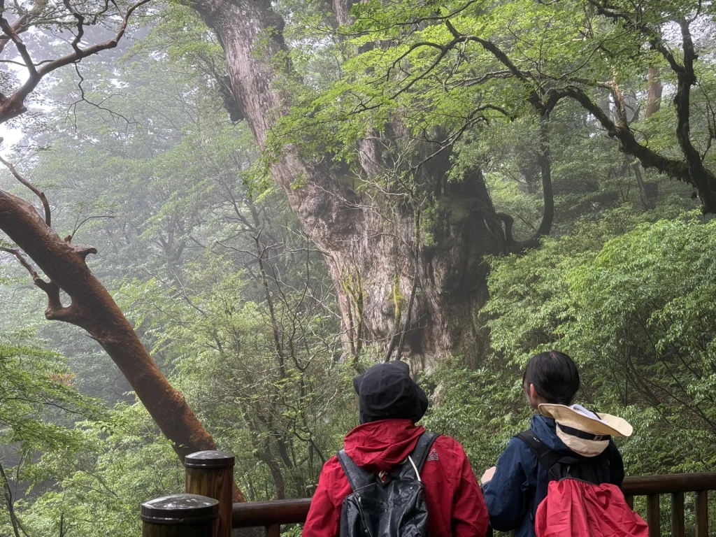 縄文杉