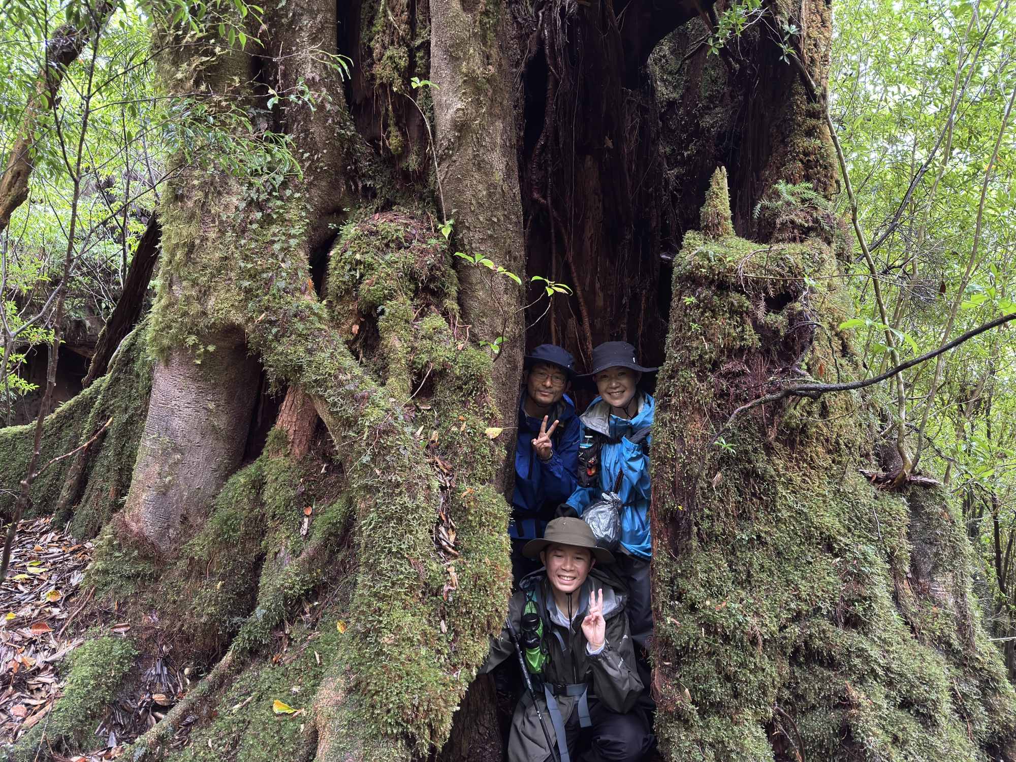 屋久杉の切り株