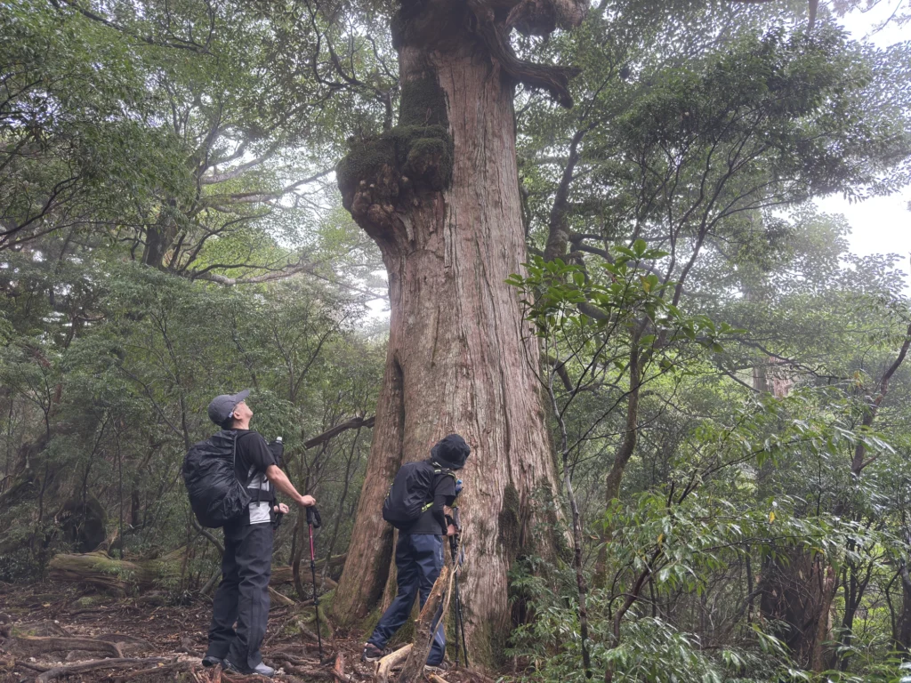 屋久杉の巨木