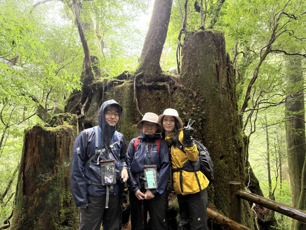 屋久杉の切り株