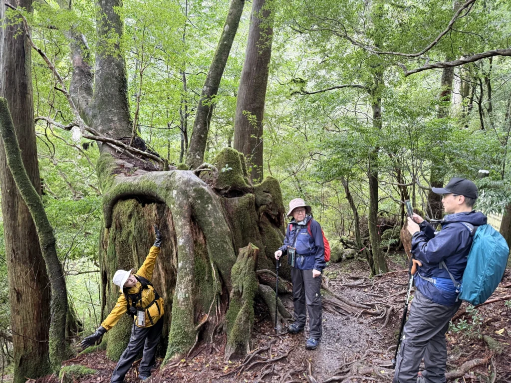 屋久杉の切り株と記念撮影