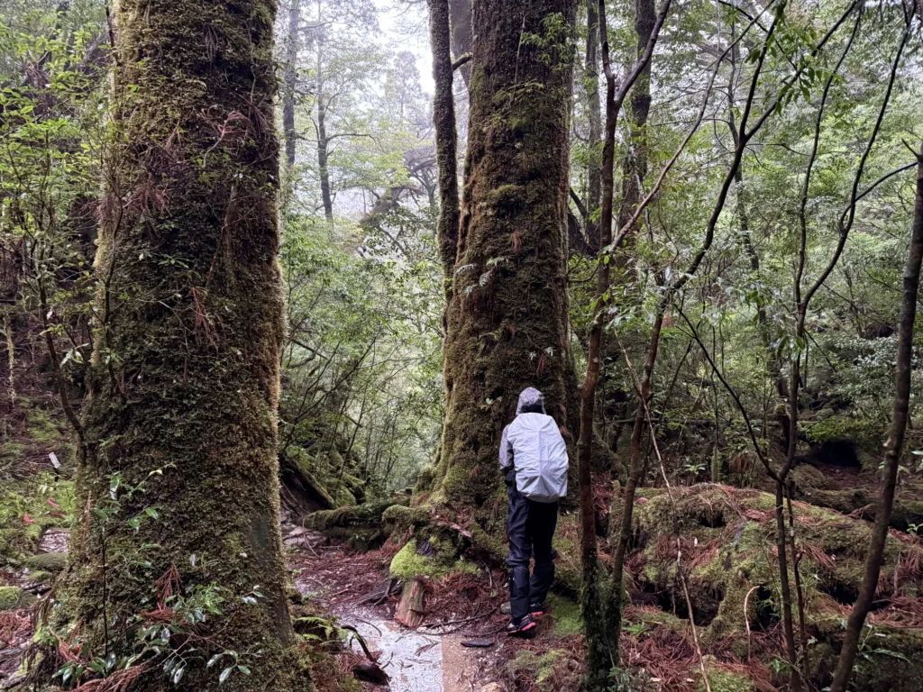 ヤクスギランド150分コース