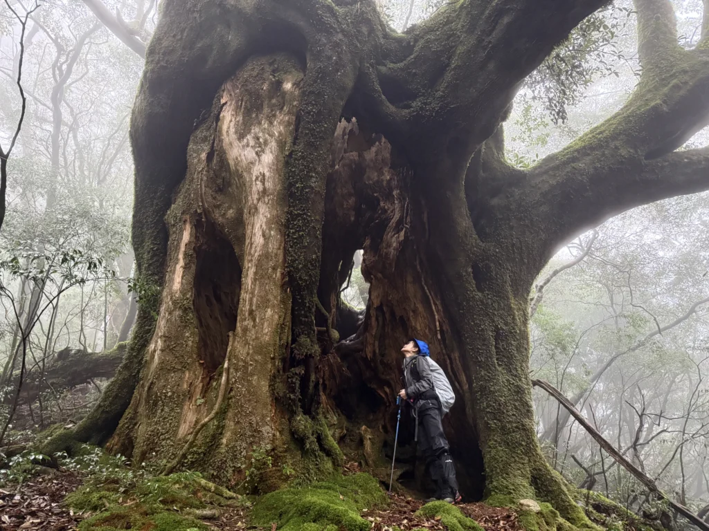 屋久杉の切り株