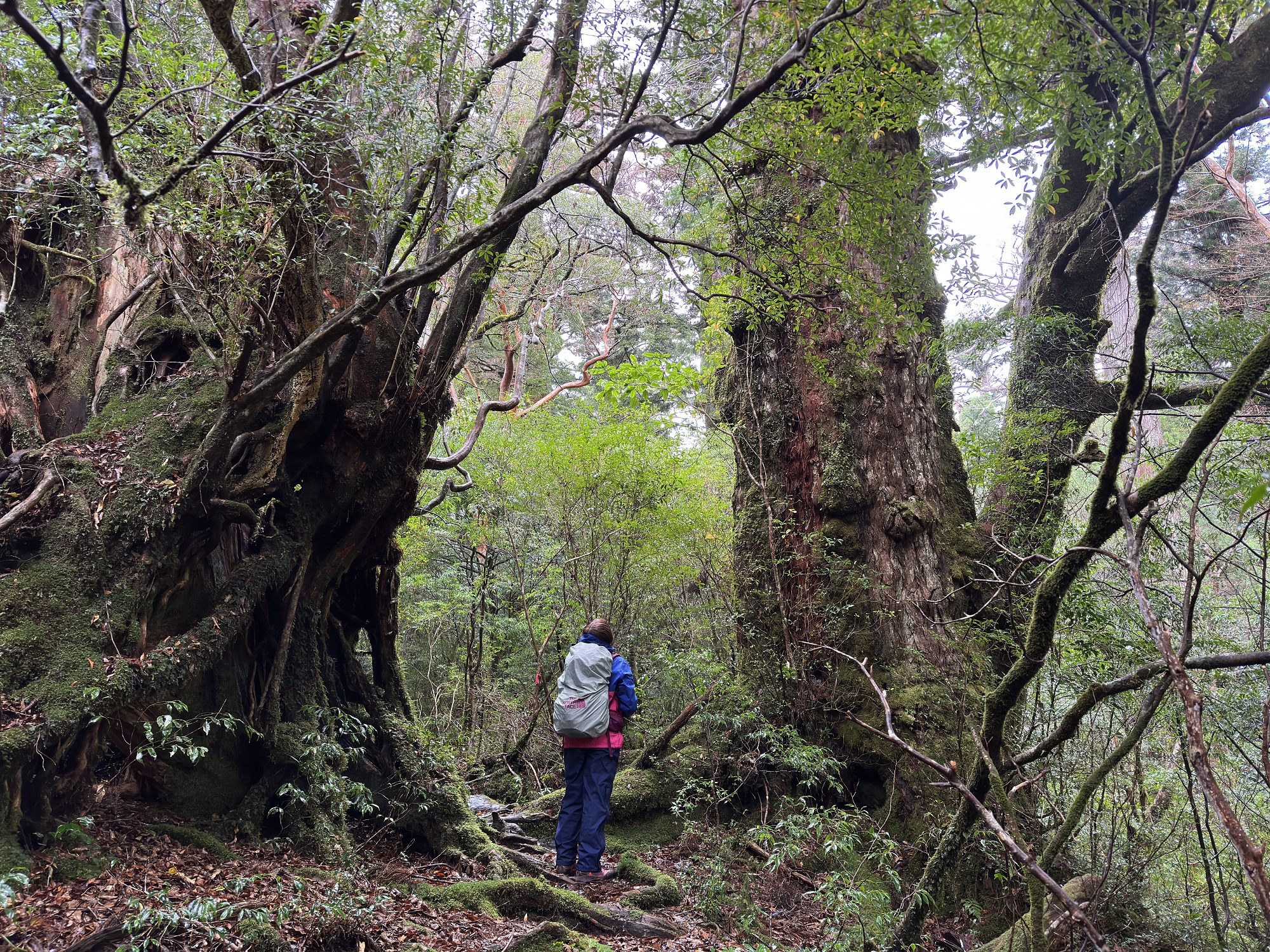 大きな屋久杉