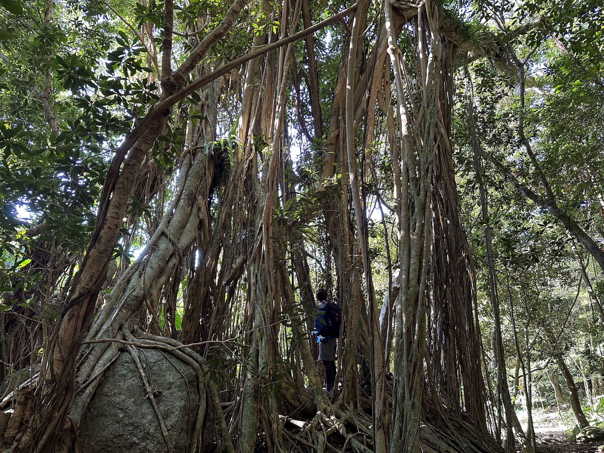 西部林道のガジュマル