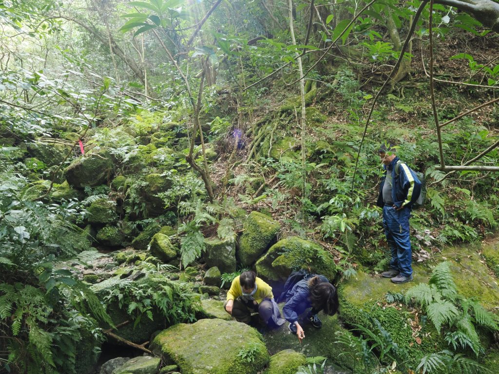 苔がきれいな沢