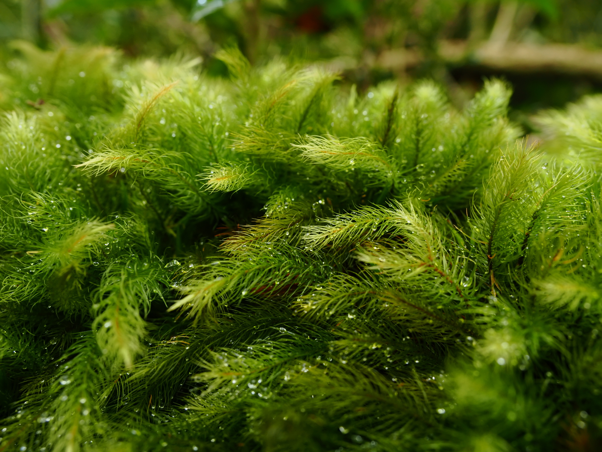 雫のついたヒノキゴケ