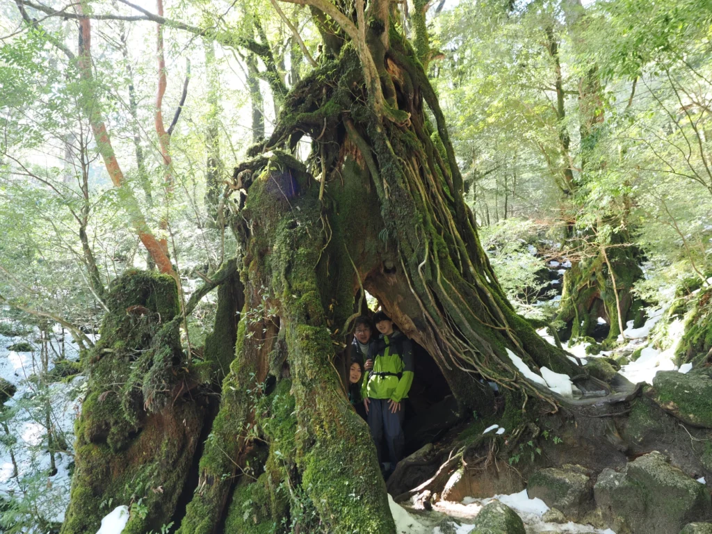 屋久杉の切り株