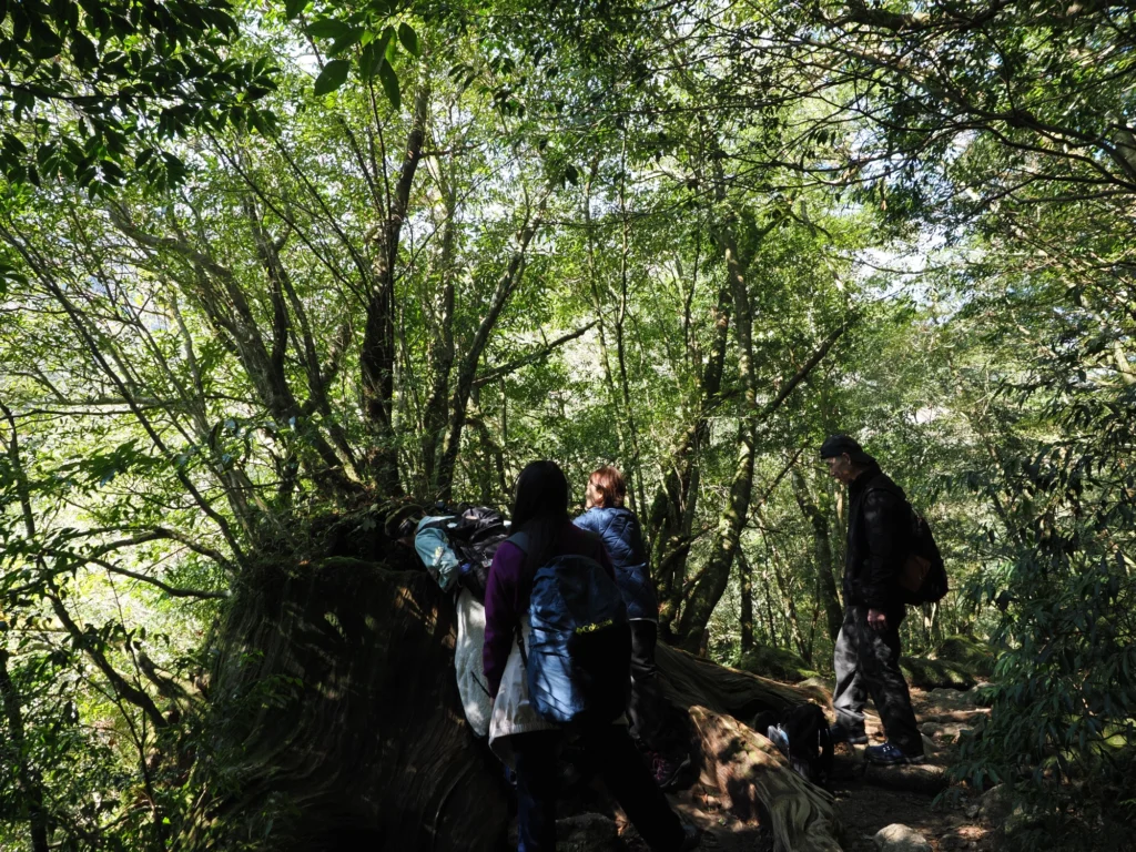 屋久杉の切り株