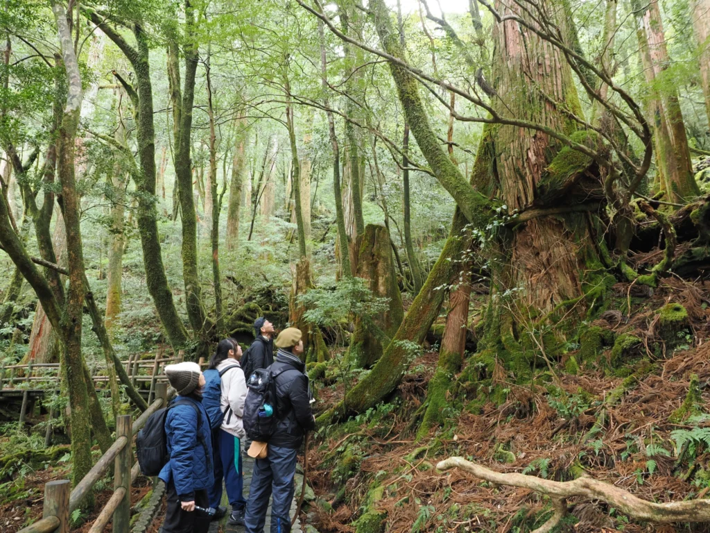 ヤクスギに着生したヤマグルマ
