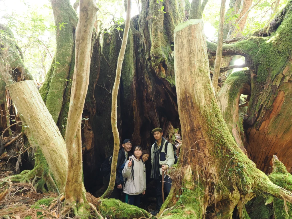 屋久杉の切り株