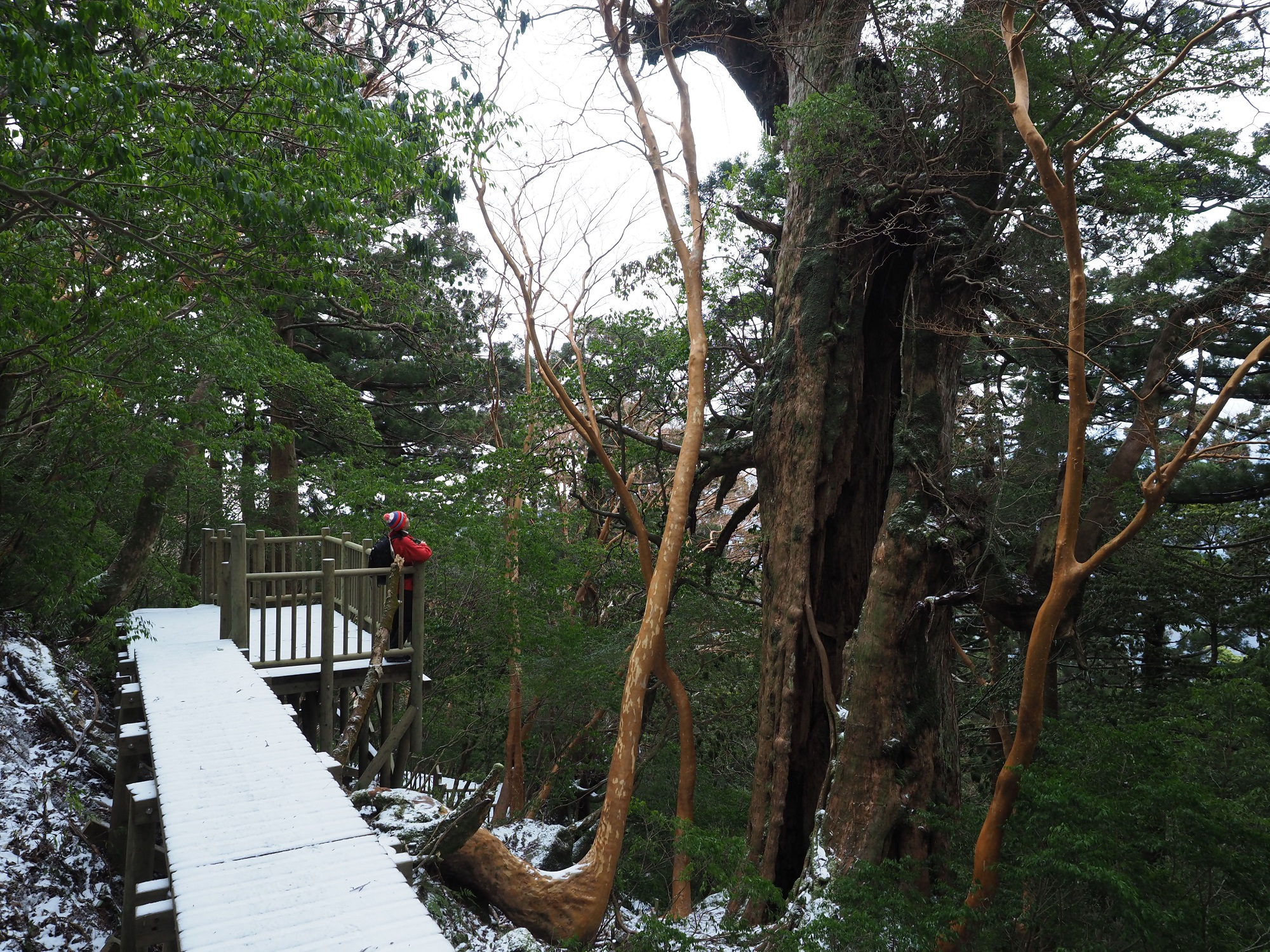 新しい大王杉展望デッキ②