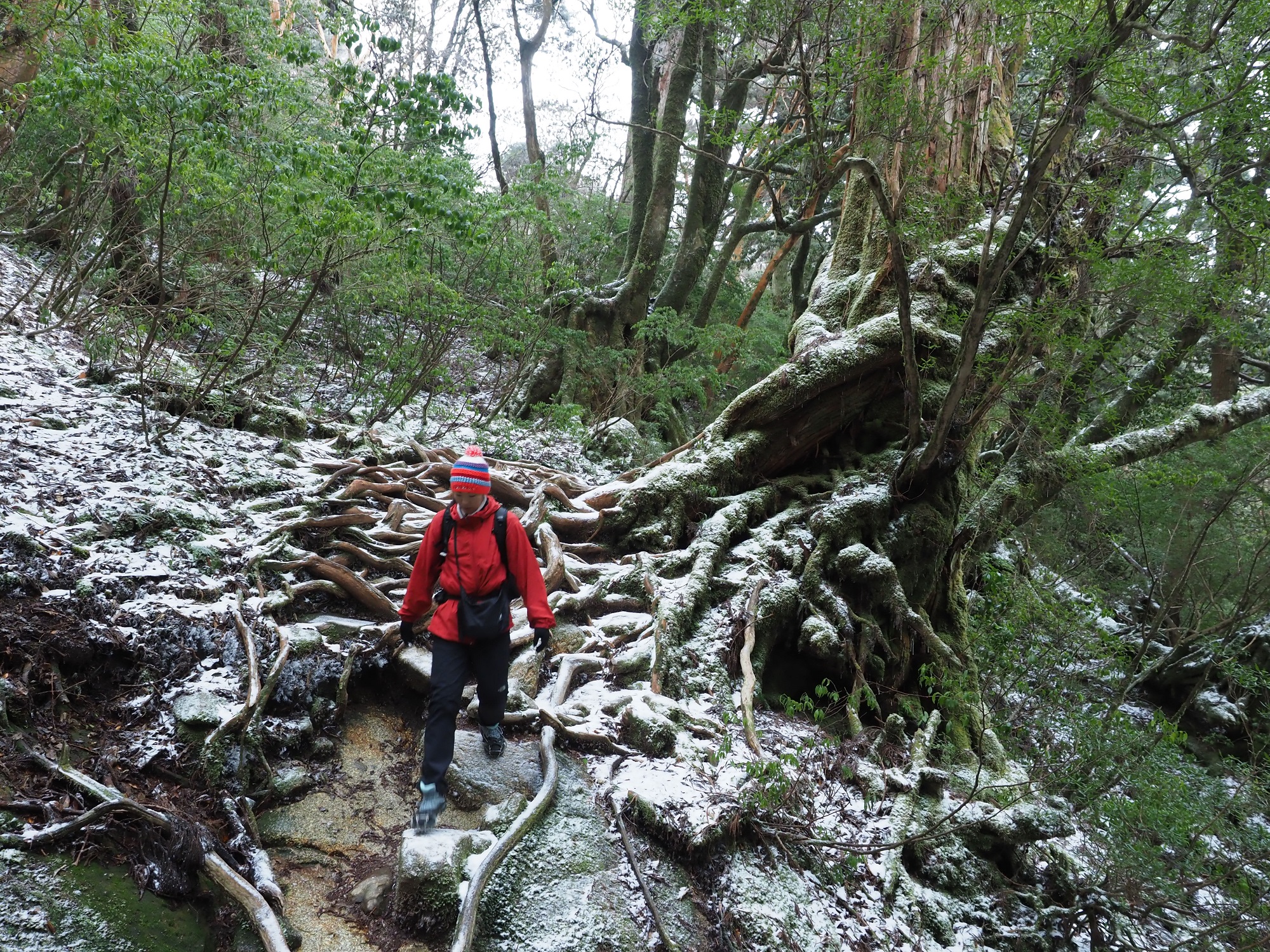 縄文杉までの登山道