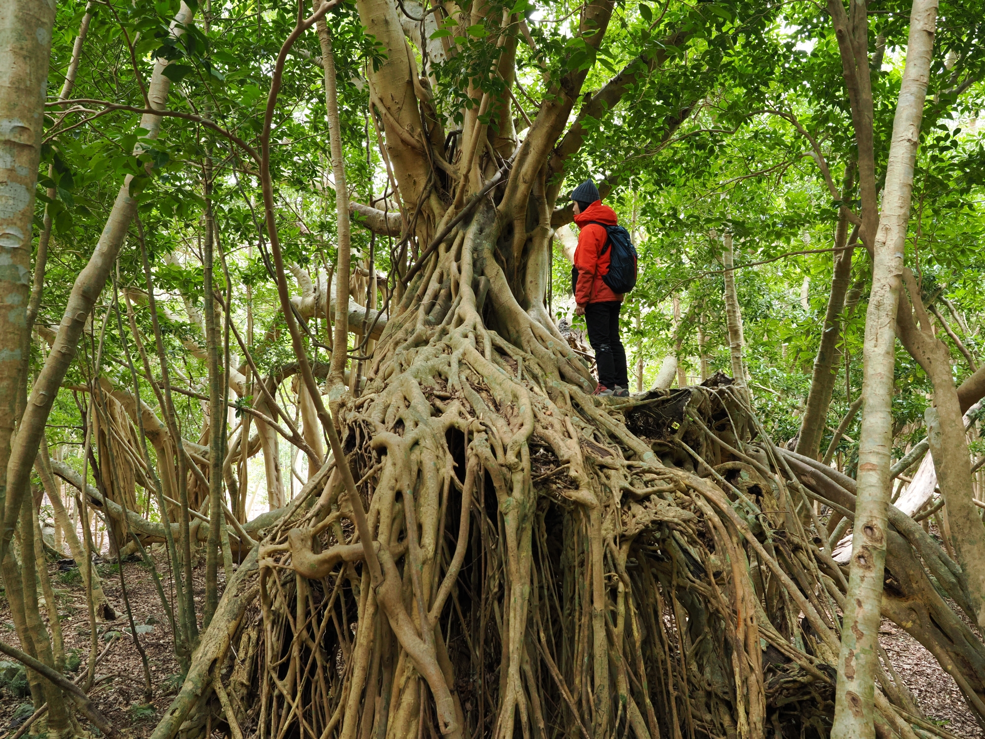 西部林道のガジュマル