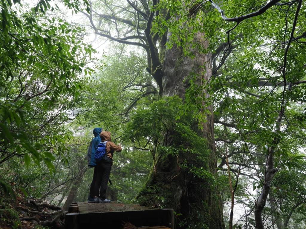 屋久杉の巨木