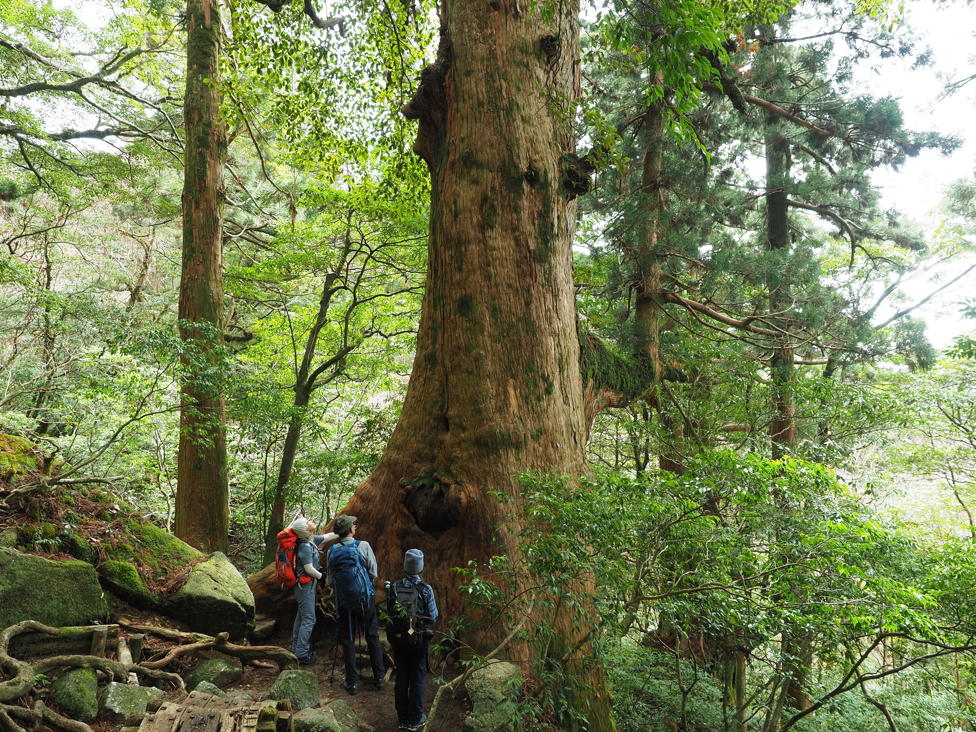 屋久杉の巨木