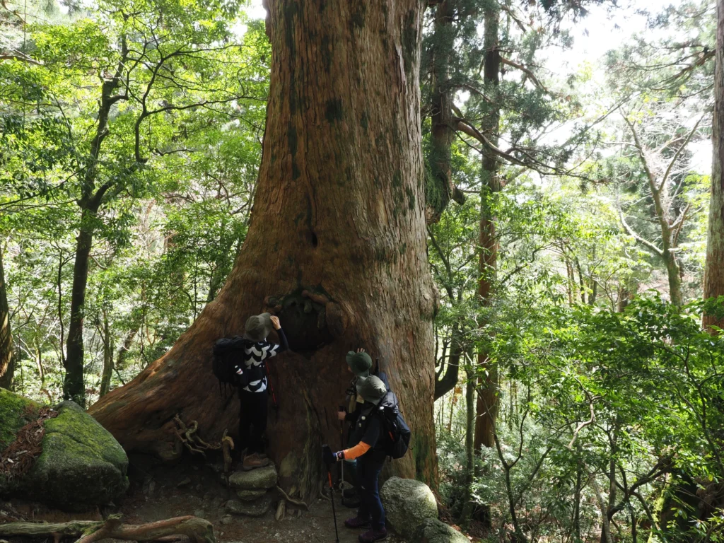 屋久杉の巨木