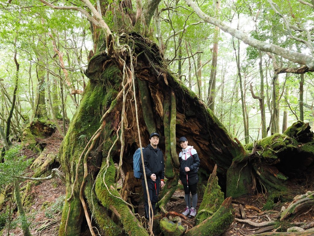 折れた屋久杉