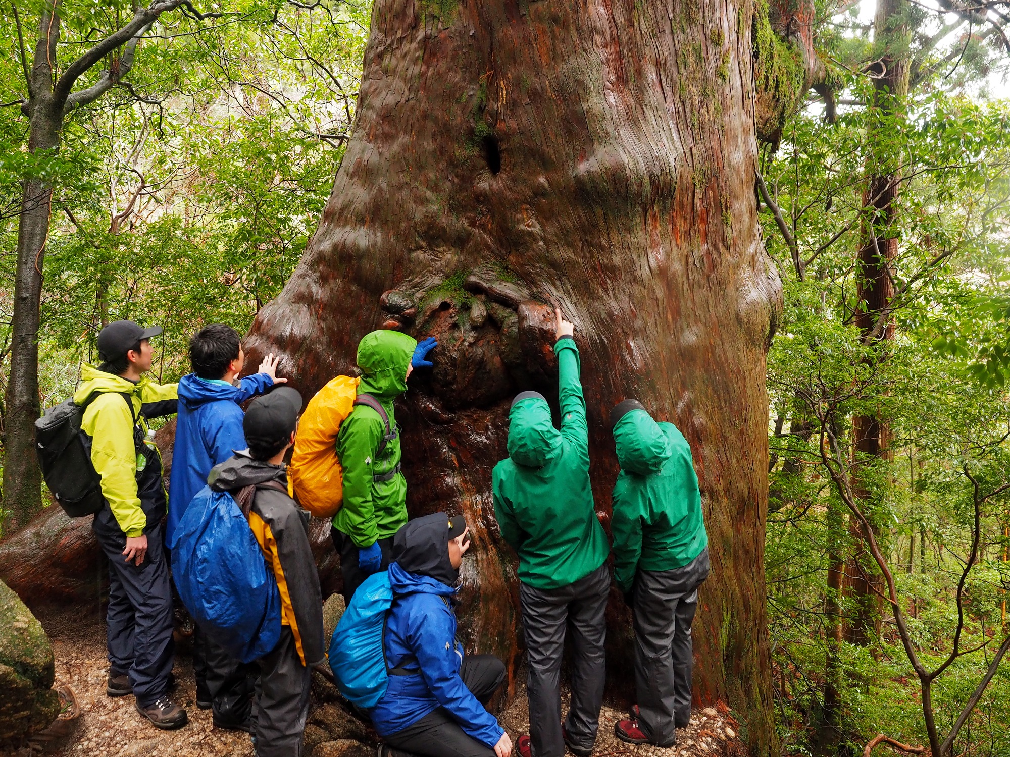 縄文杉コースの大きな屋久杉