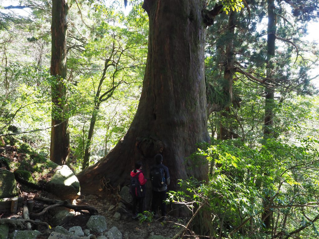 屋久杉の巨木