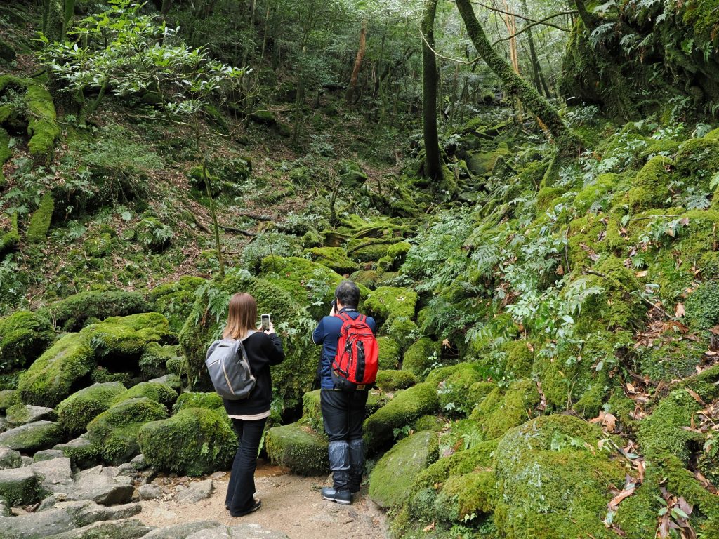 苔が多い沢