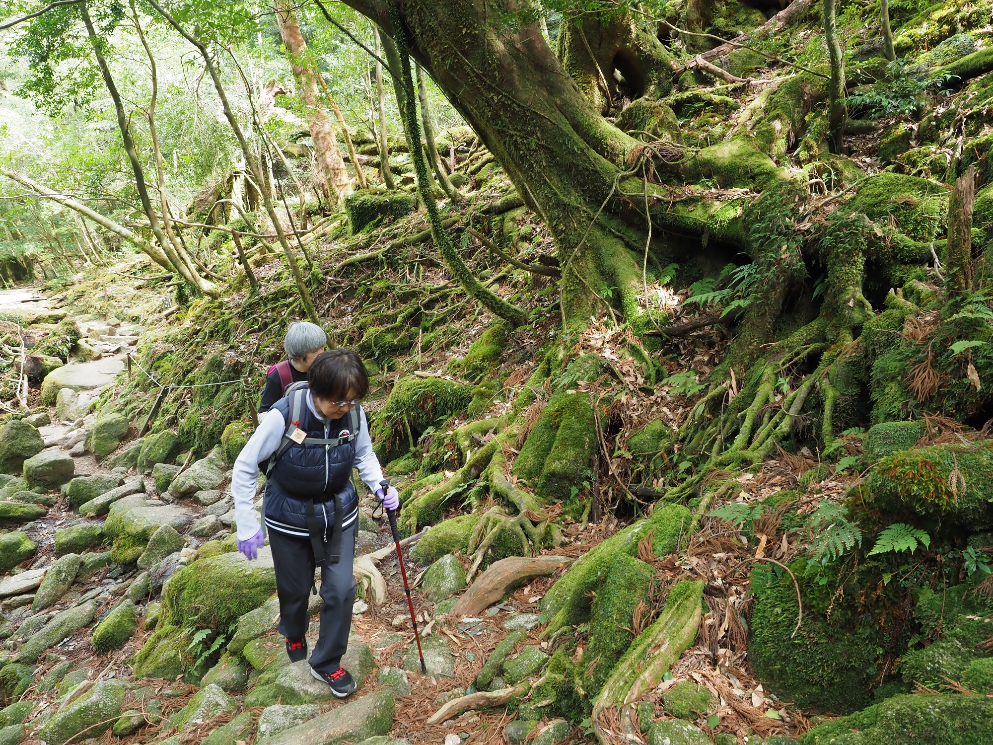 登山道を進む