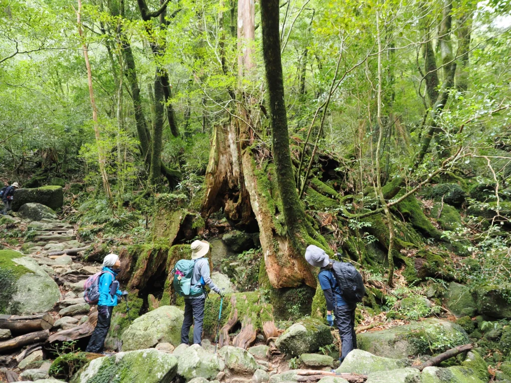屋久杉の切り株