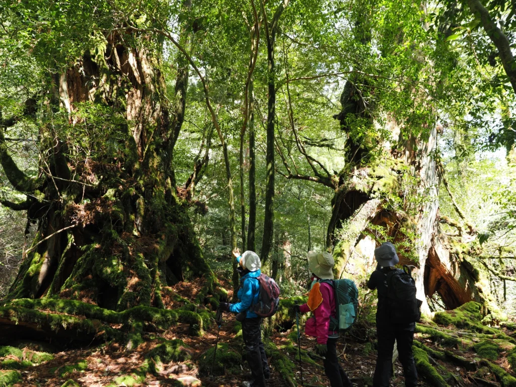 武家杉と公家杉