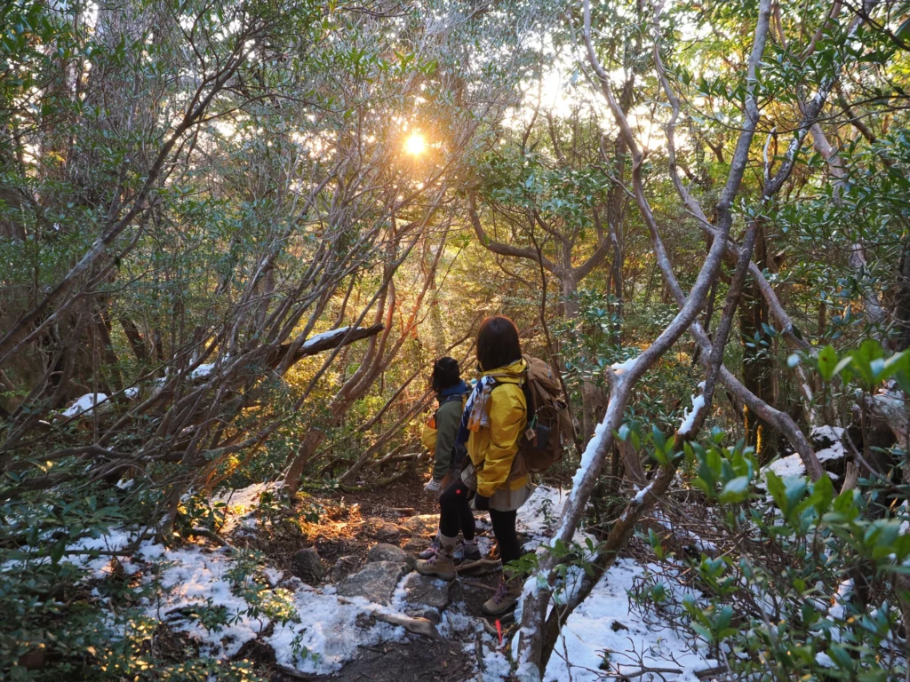 森に朝日が差し込む