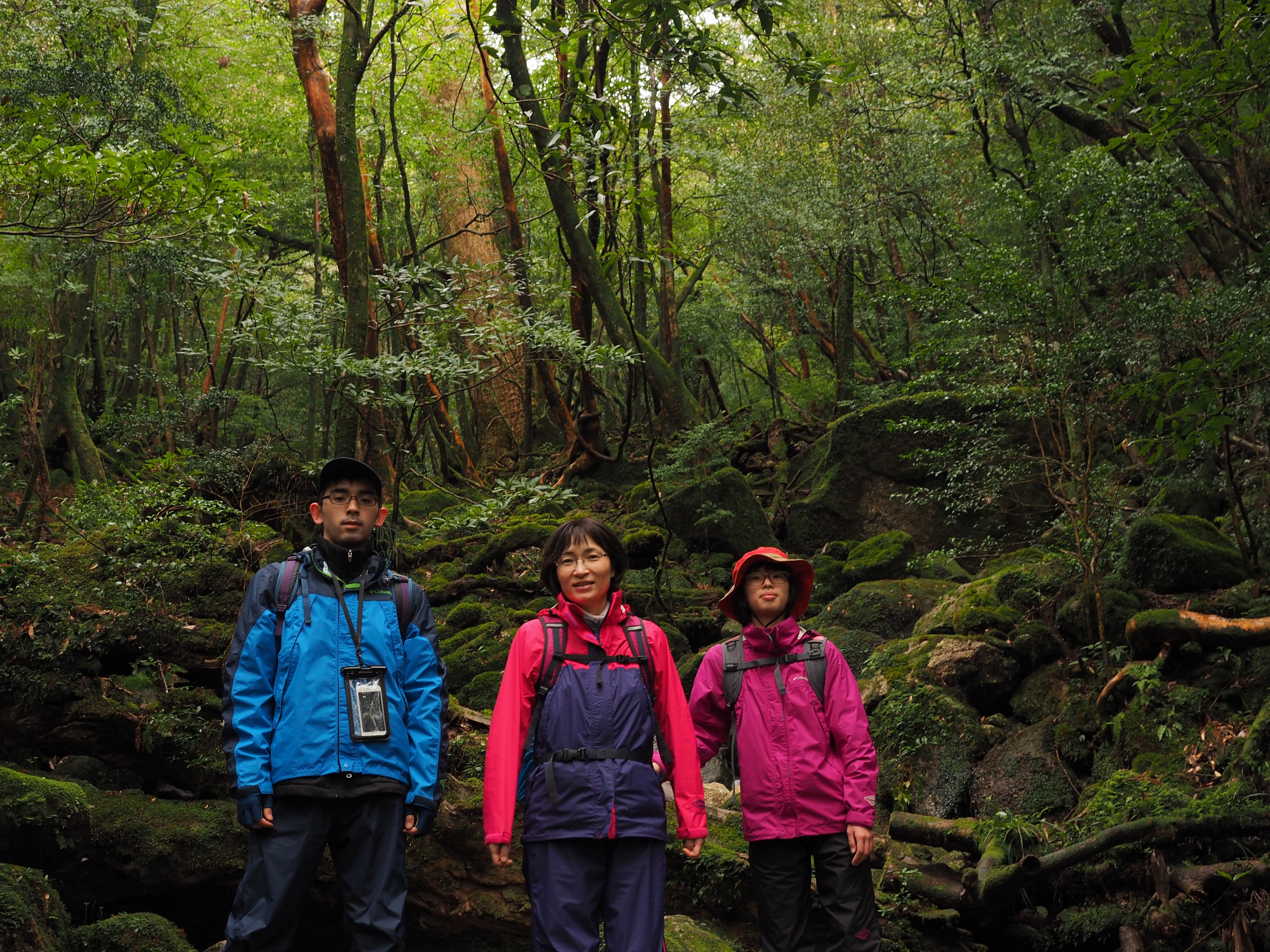 白谷雲水峡の奉行杉コース