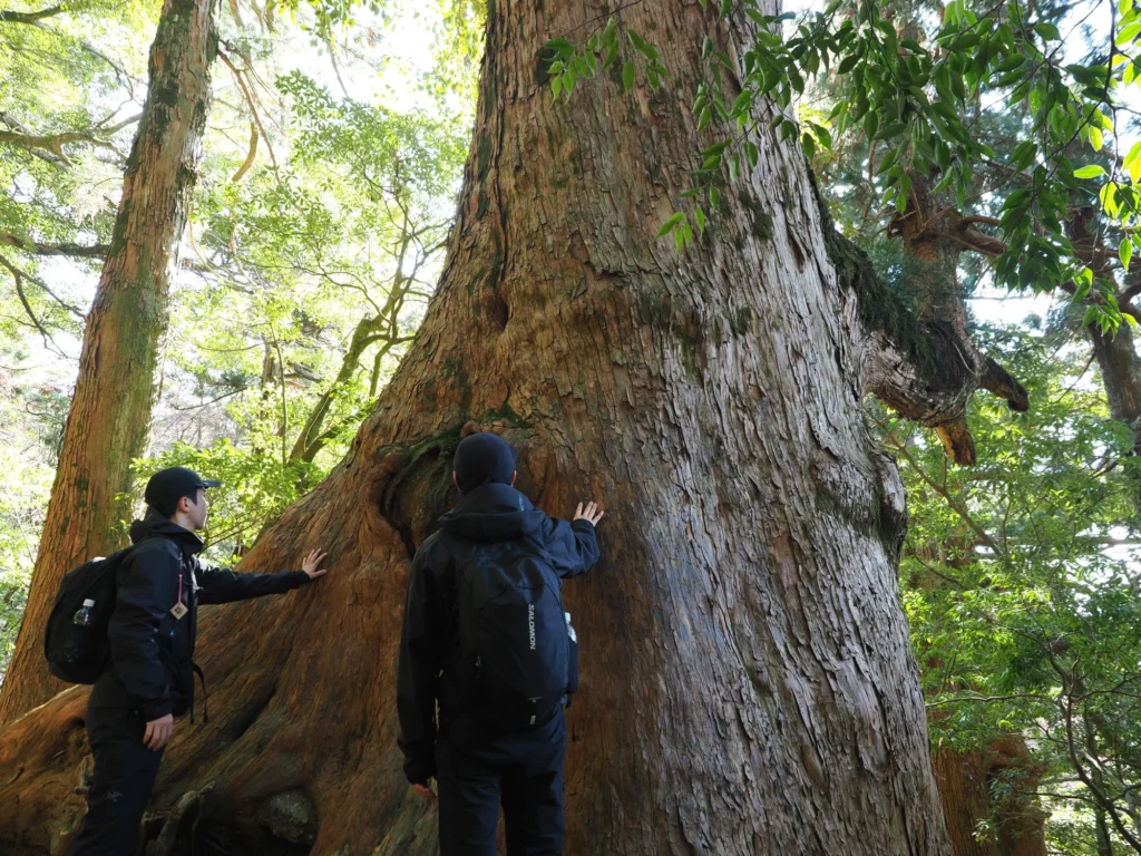 屋久杉の巨木