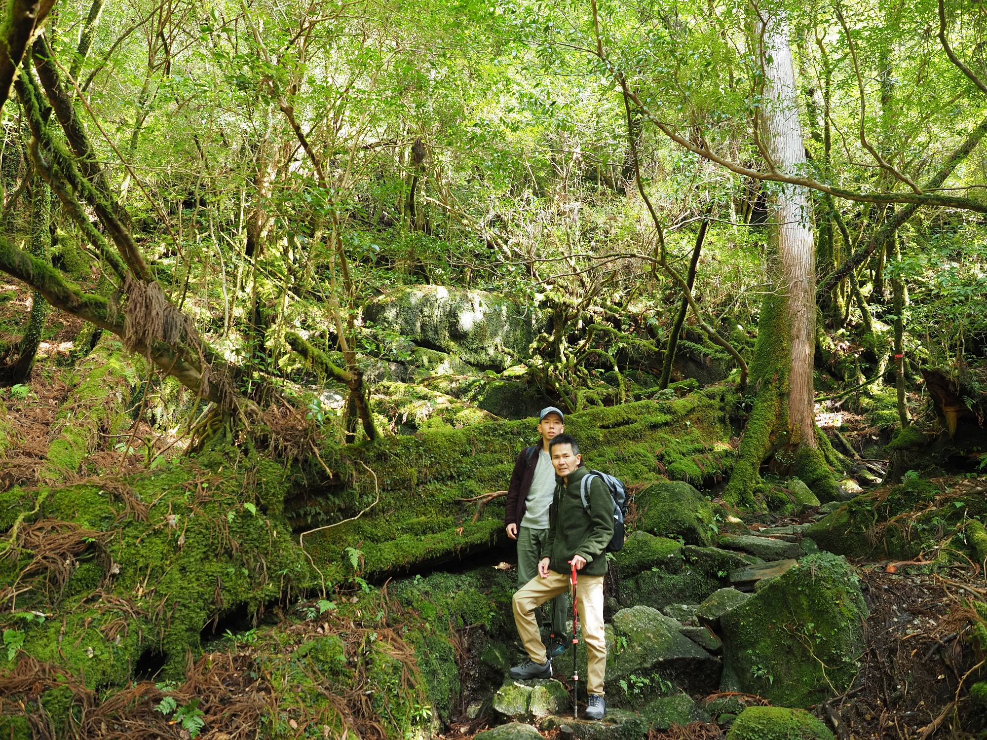 ヤクスギランド80分コース