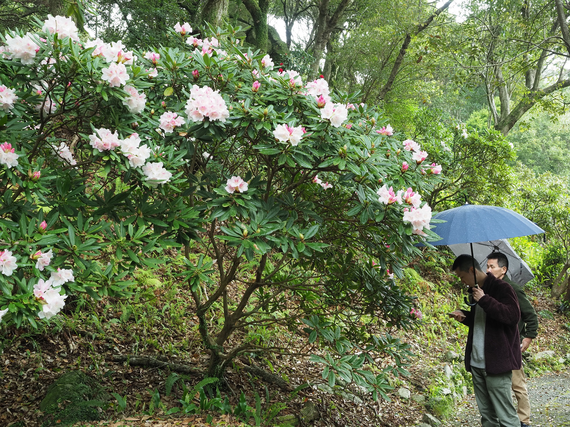 石楠花の森公園