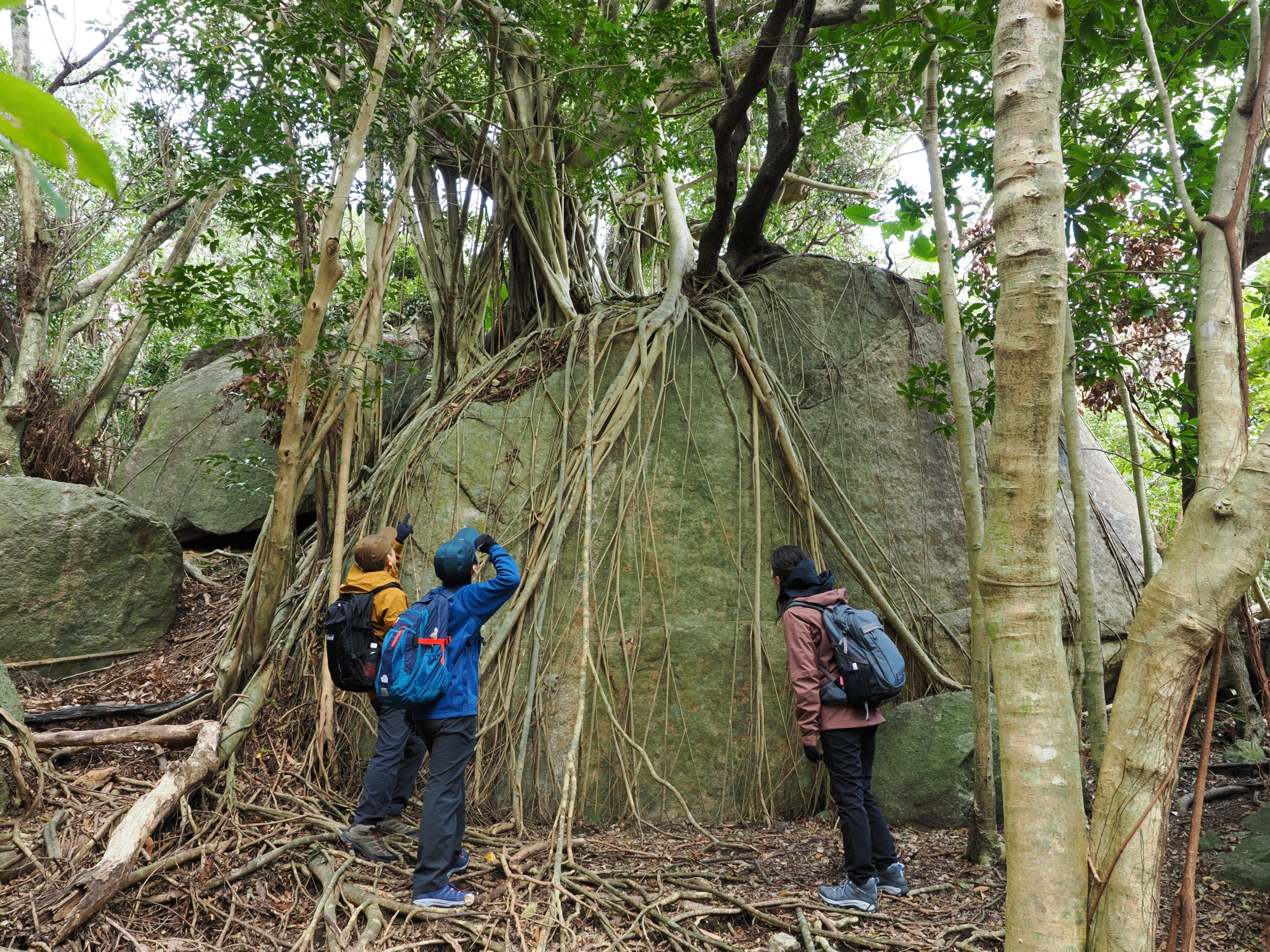 花崗岩に乗ったガジュマル