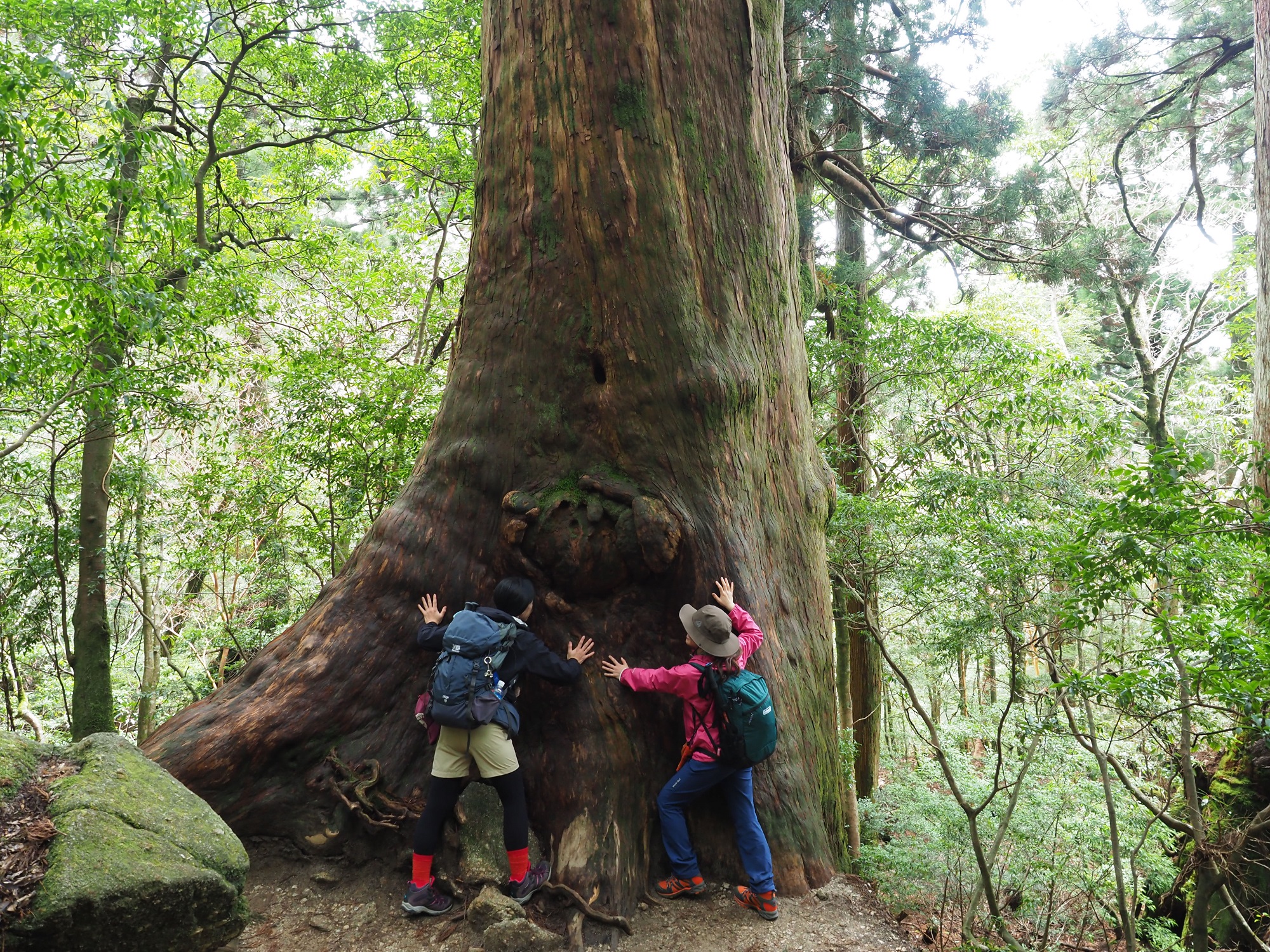 大きな屋久杉