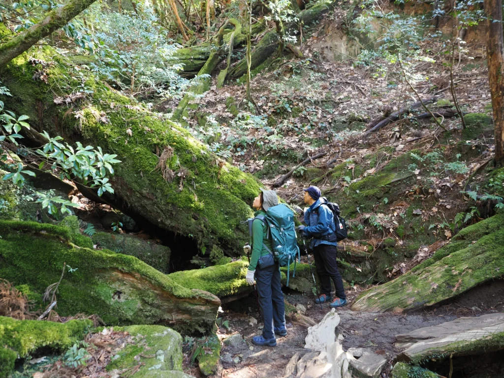 屋久杉の倒木