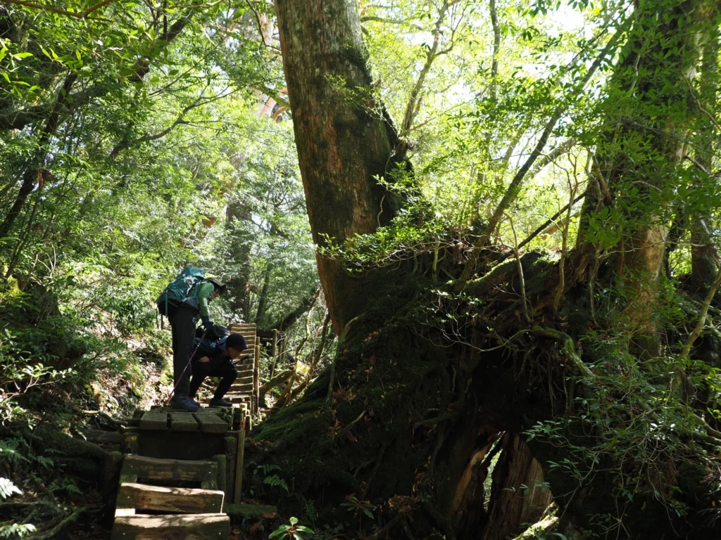 屋久杉の倒木上更新