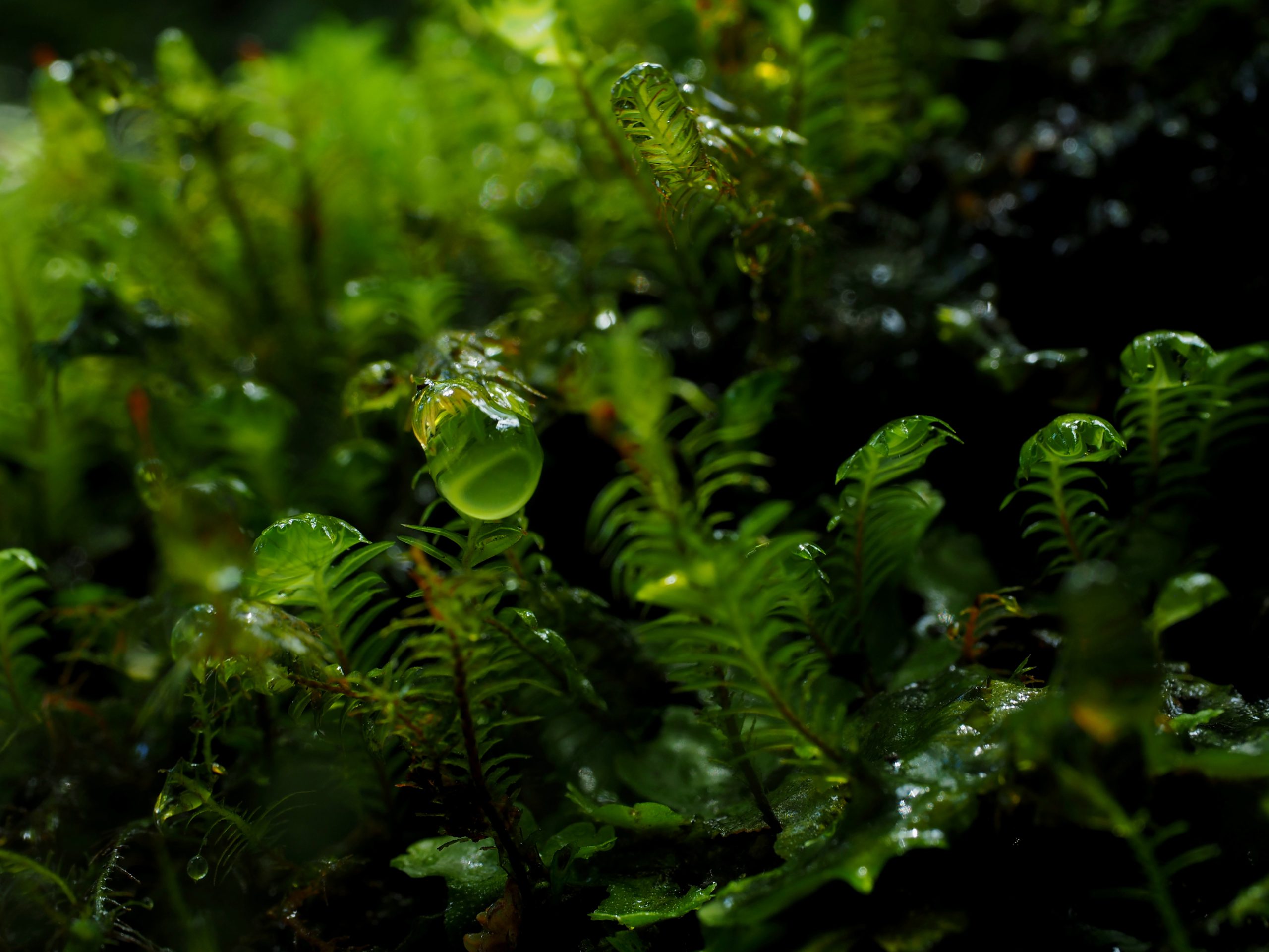 雨が滴る苔