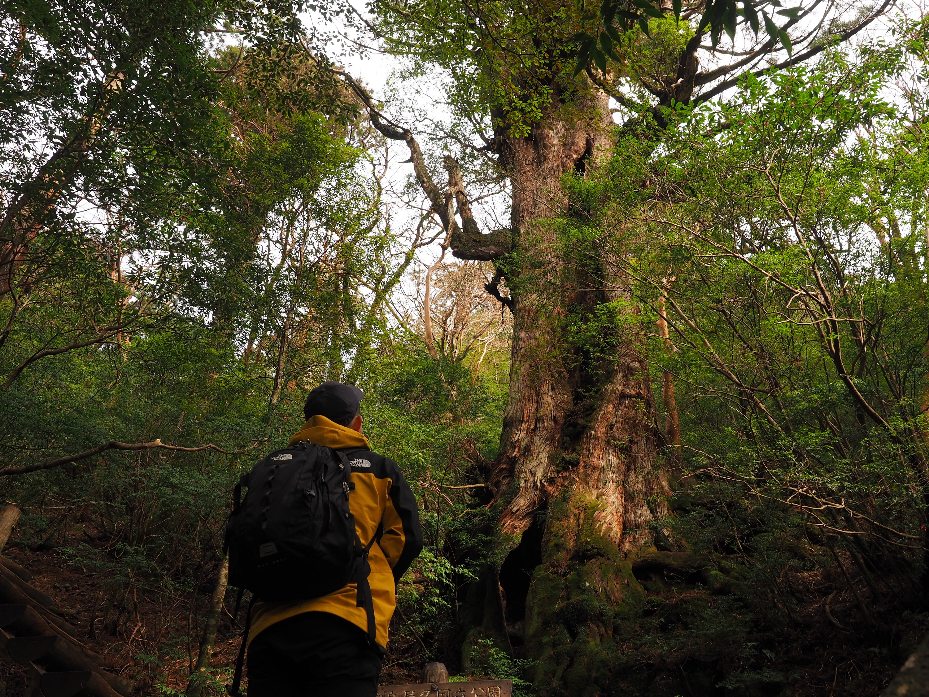 縄文杉コースの大王杉