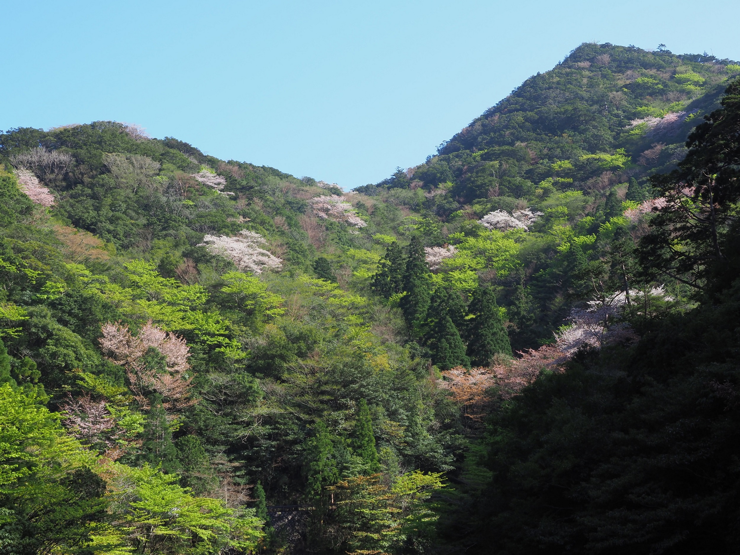 荒川登山口のヤマザクラ