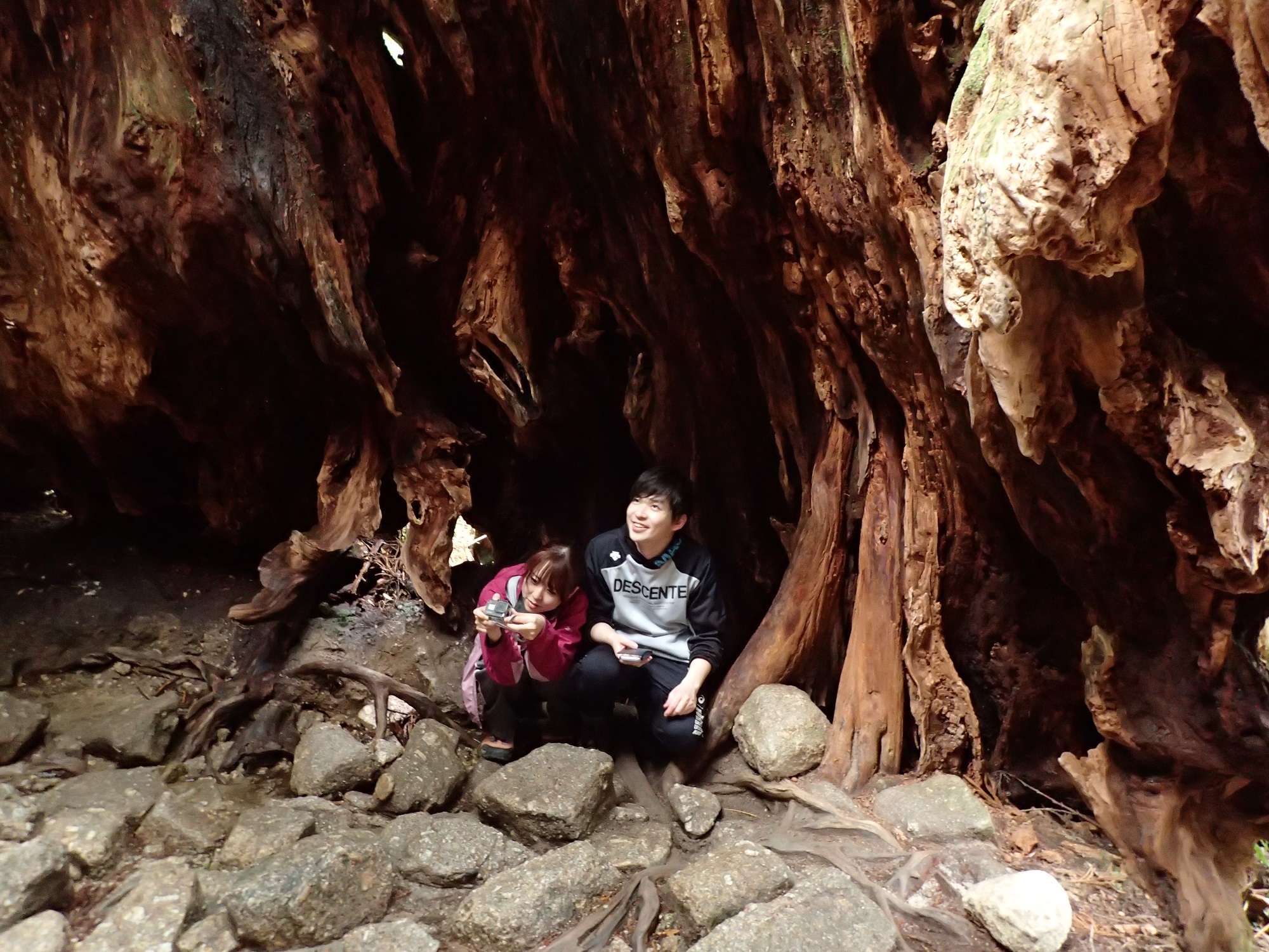 ウィルソン株の中