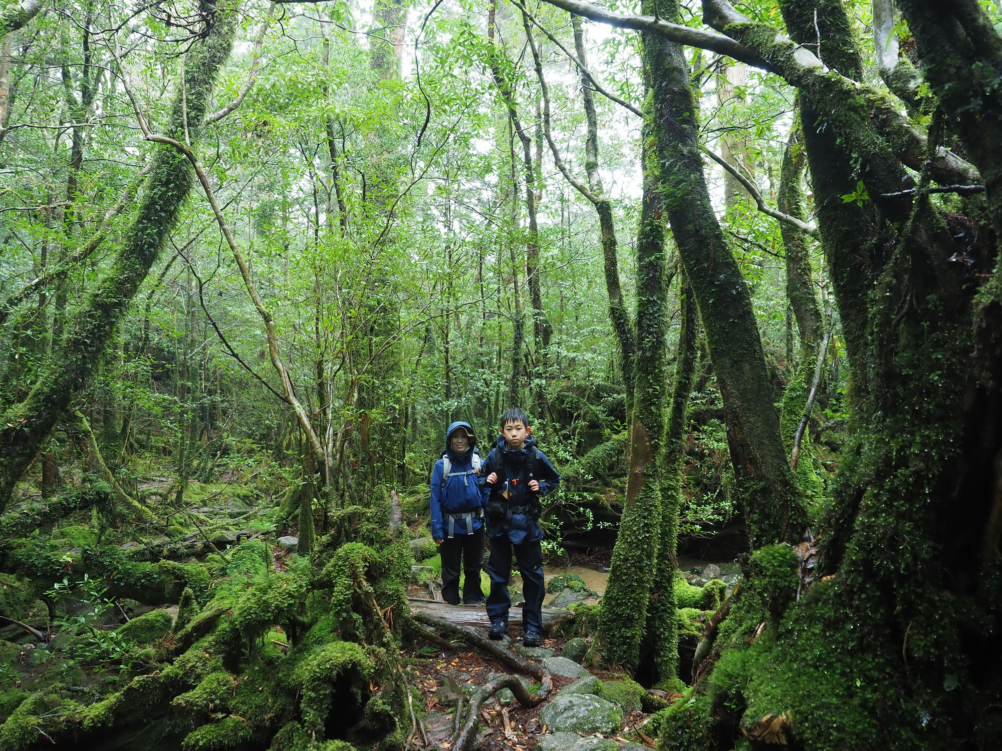 奉行杉コースの苔