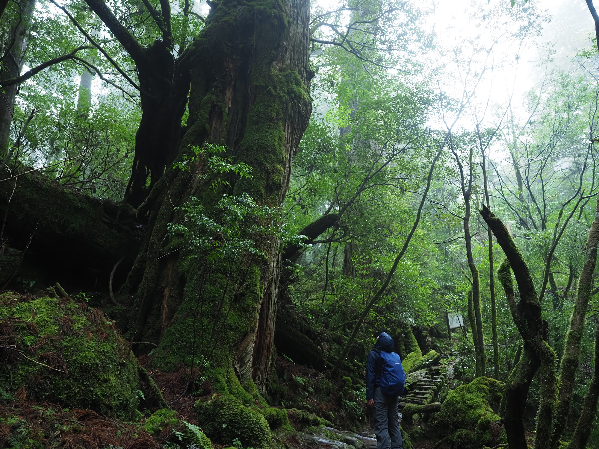 屋久杉の二代杉