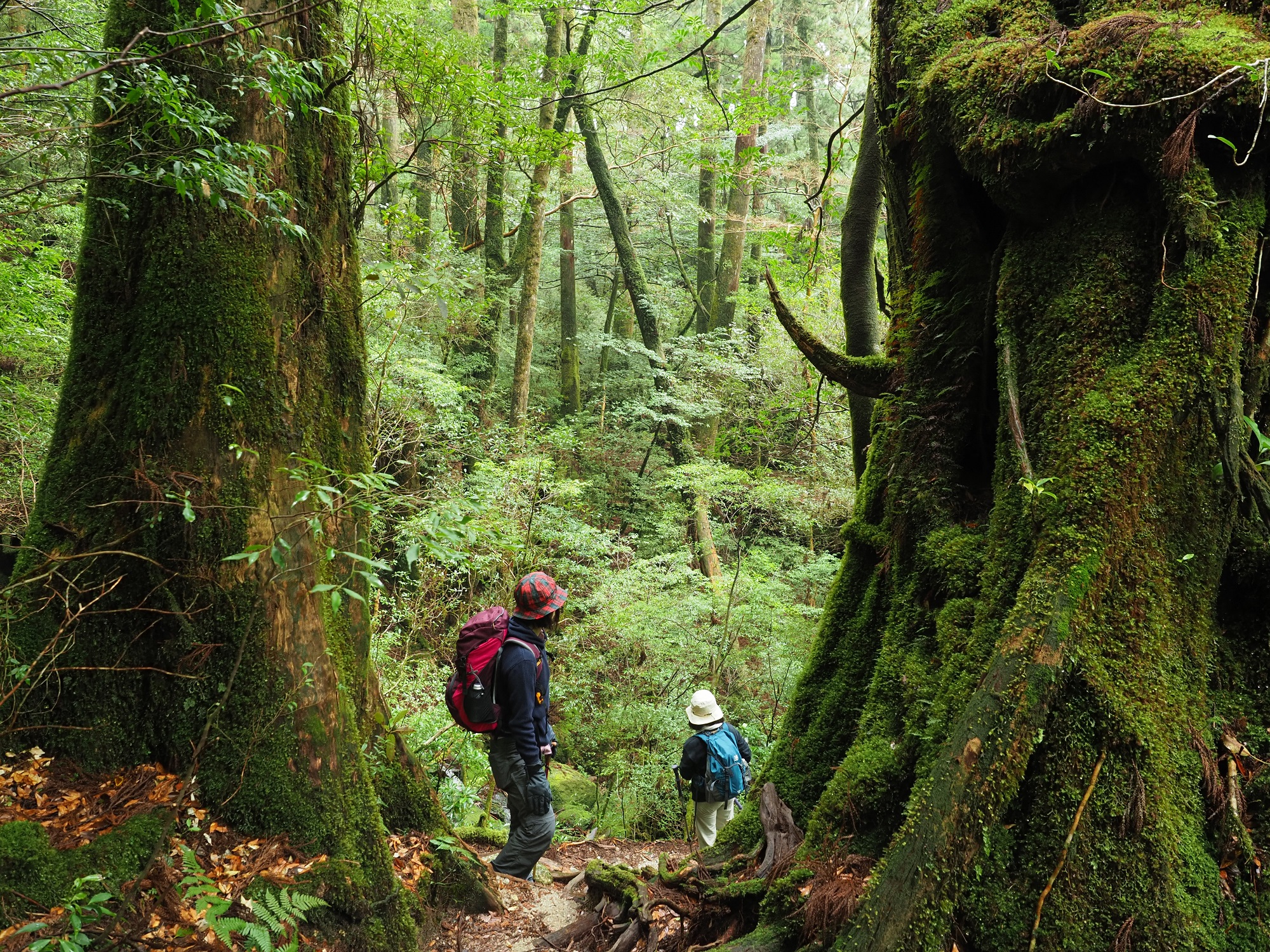 ヤクスギランド150分コース